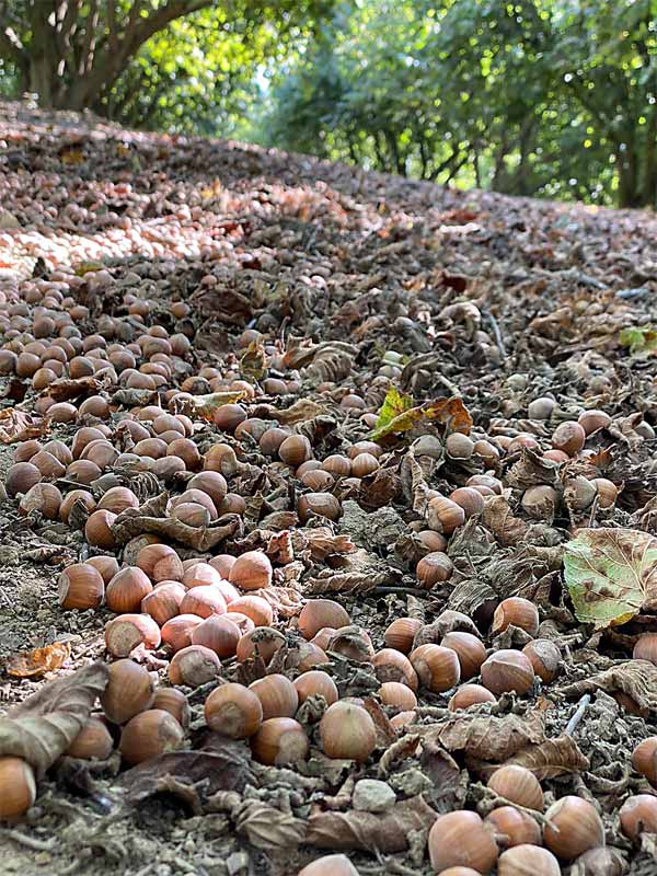 nocciole-campo